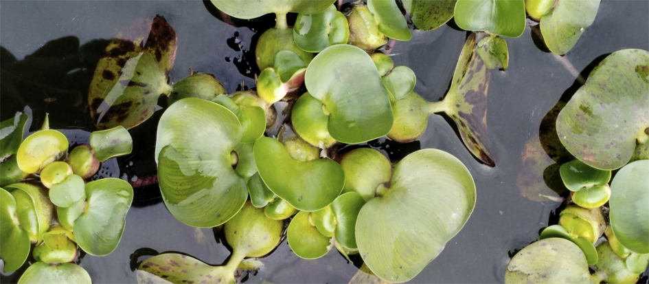 图22.凤眼莲（Eichhornia crassipes）.png